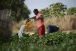 La diaspora sénégalaise en Allemagne, un trait d&rsquo;union culturel et économique