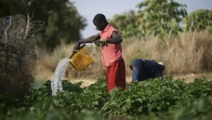 La diaspora sénégalaise en Allemagne, un trait d&rsquo;union culturel et économique